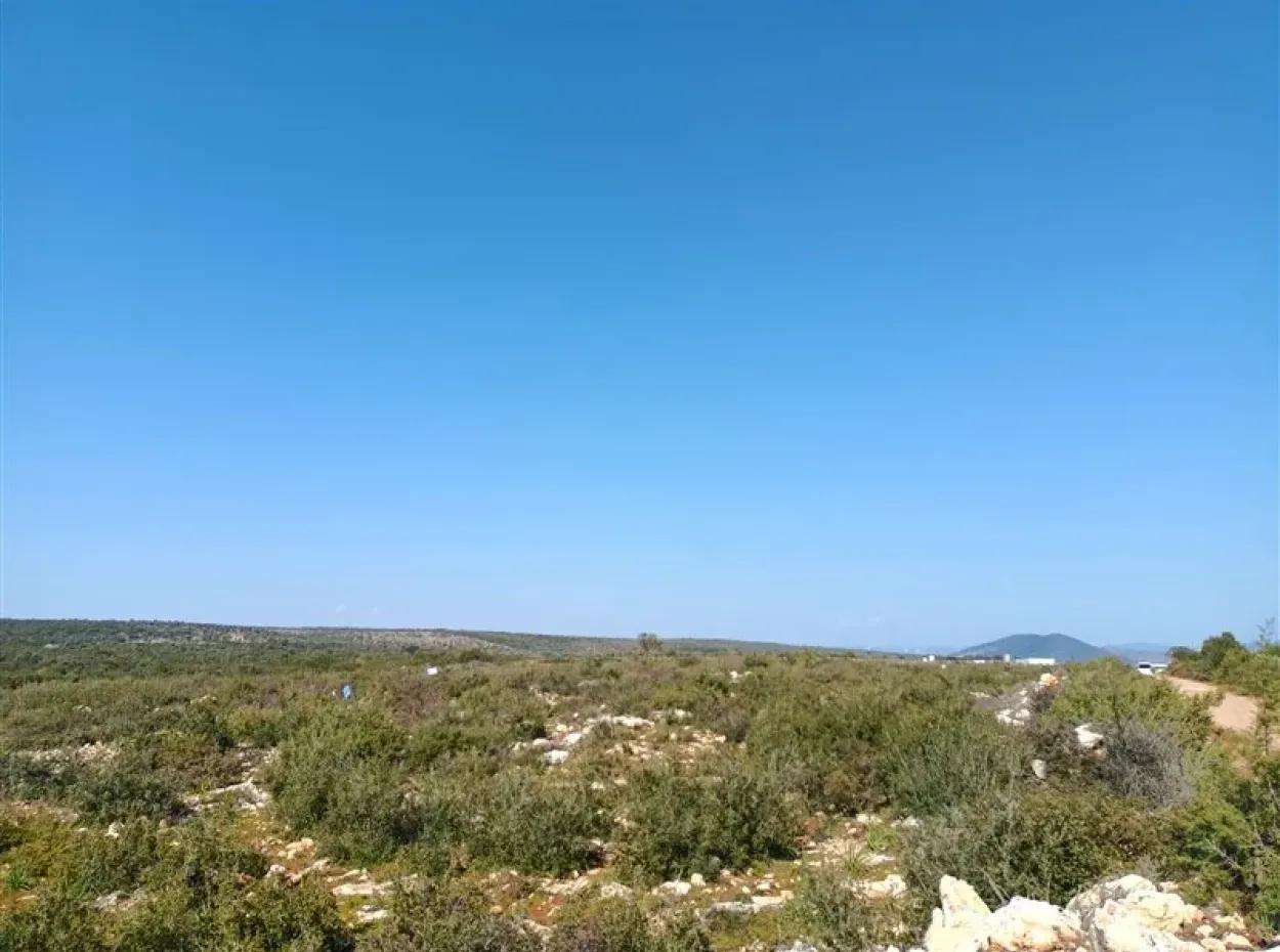 Didim Akyeniköy Bozseki İmarlı Satılık Arsalar
