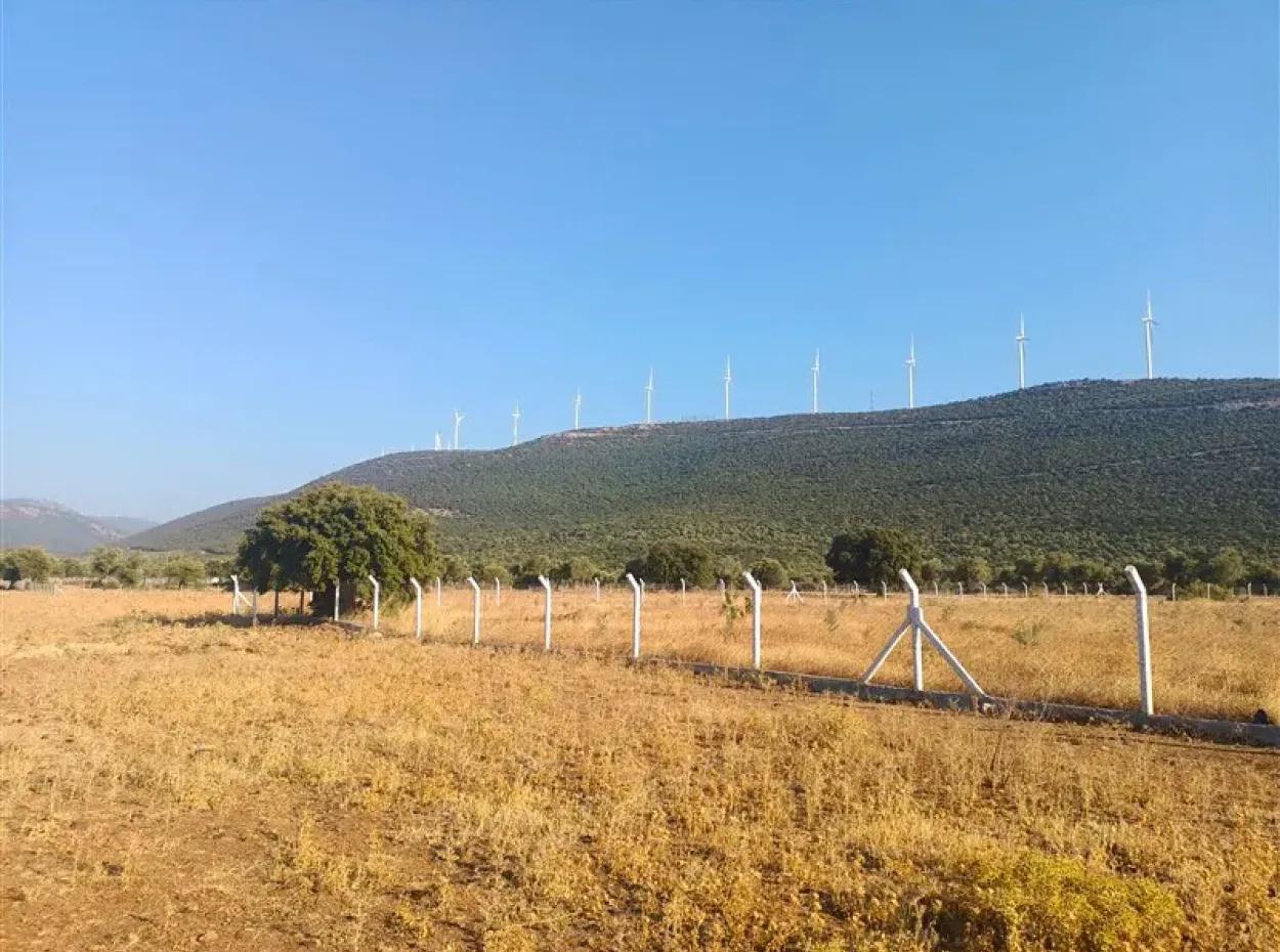 Didim Akyeniköy Balovada 5000M2 Satılık Zeytinlik