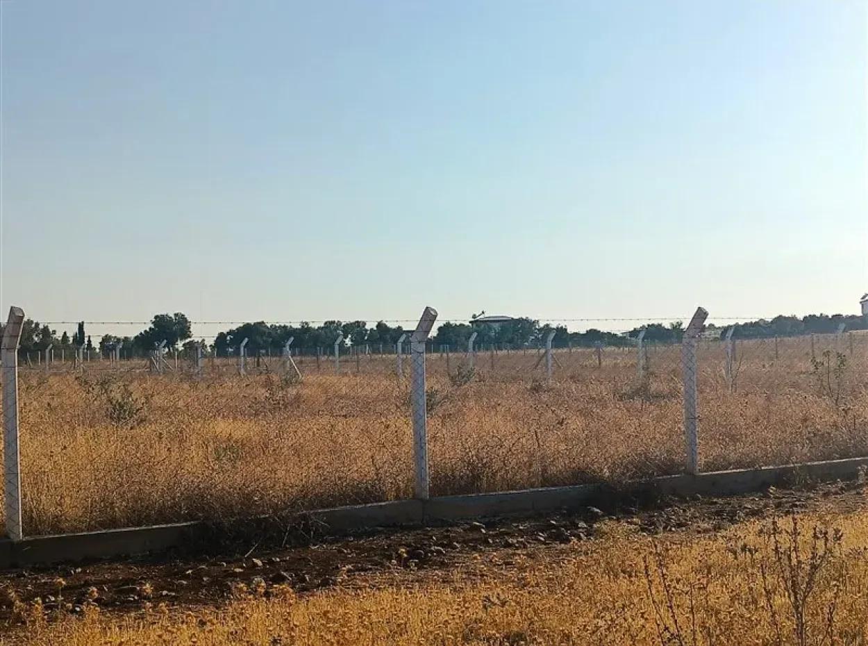 Didim Akyeniköy Balovada 5000M2 Satılık Zeytinlik