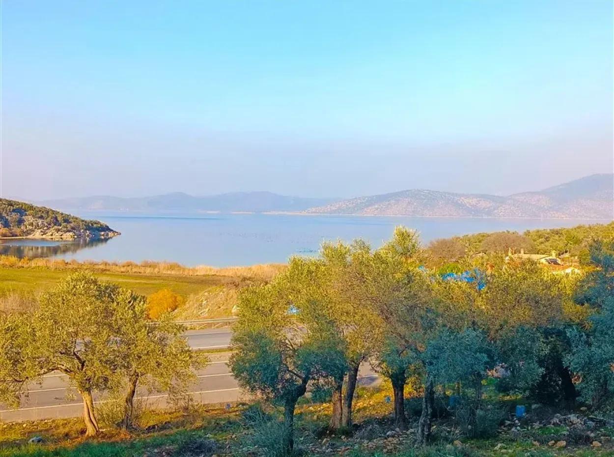 Didim Akyeniköy 55.000M2 Göl Manzaralı Satılık Zeytinlik