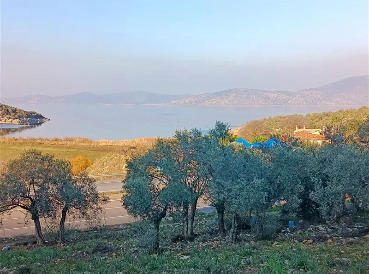 Didim Akyeniköy 55.000M2 Göl Manzaralı Satılık Zeytinlik
