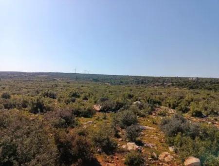 Didim Akyeniköy Bozseki İmarlı Satılık Arsalar