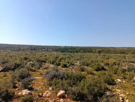 Didim Akyeniköy Bozseki İmarlı Satılık Arsalar