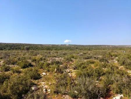 Didim Akyeniköy Bozseki İmarlı Satılık Arsalar