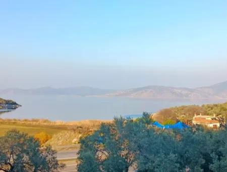 Didim Akyeniköy 55.000M2 Göl Manzaralı Satılık Zeytinlik